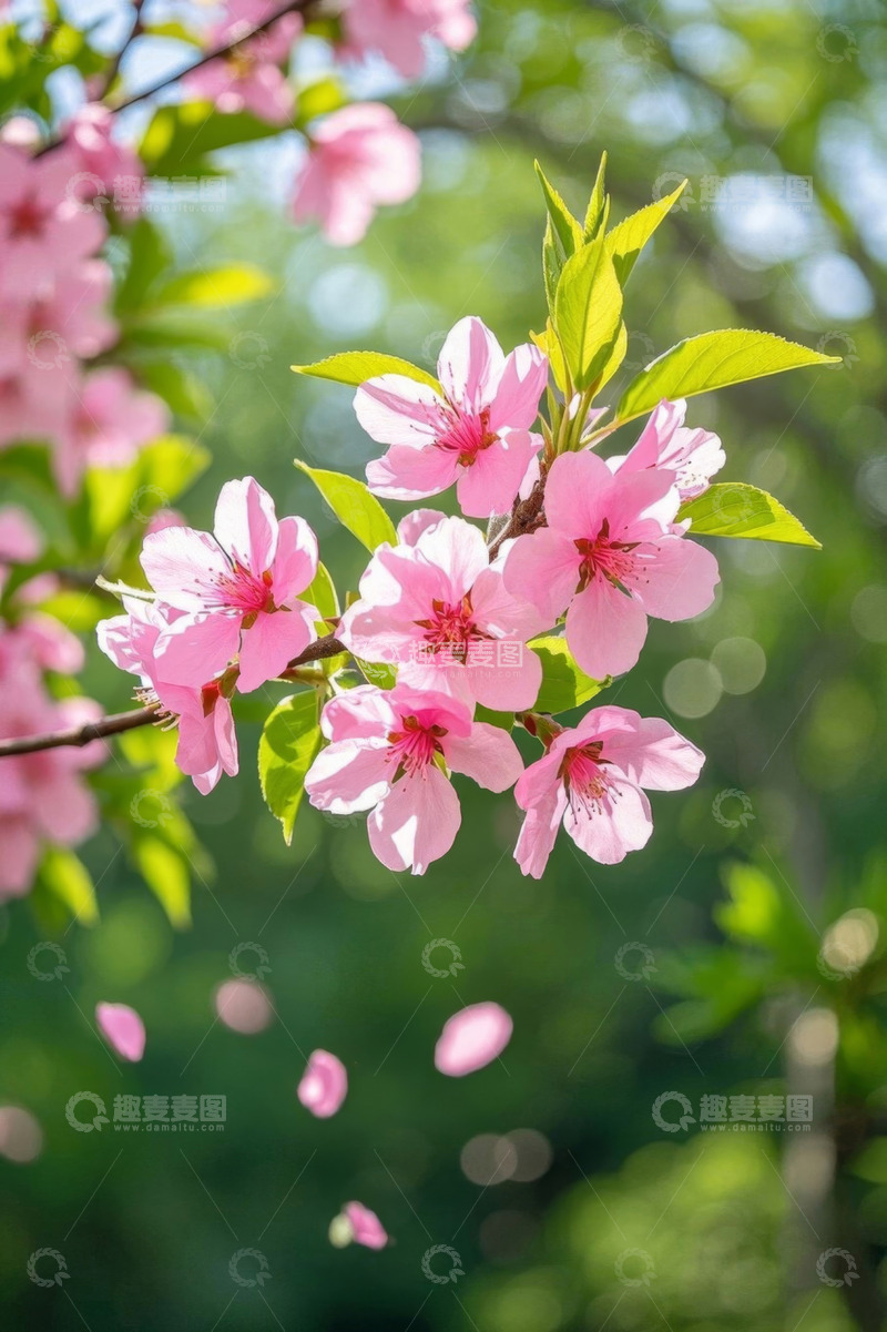 高清大图下载【趣麦麦图】盛开的粉色花朵与飘落花瓣