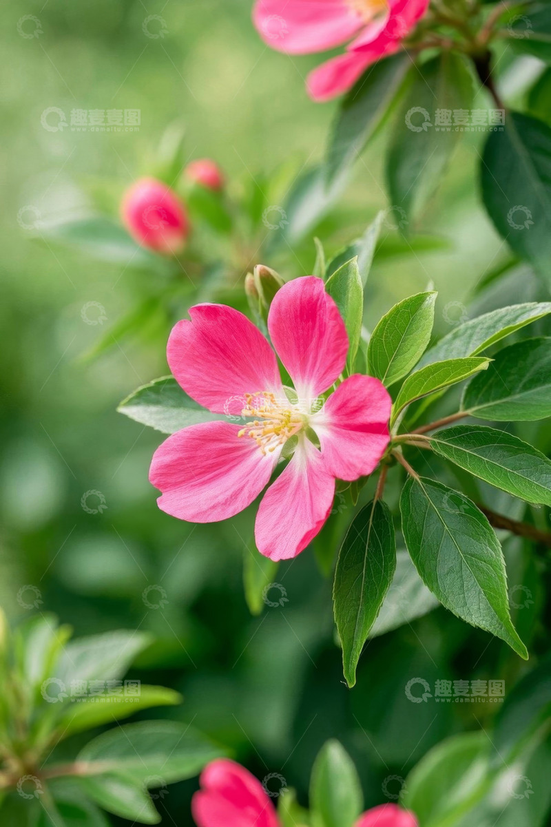 高清大图下载【趣麦麦图】粉红色花朵与绿叶特写