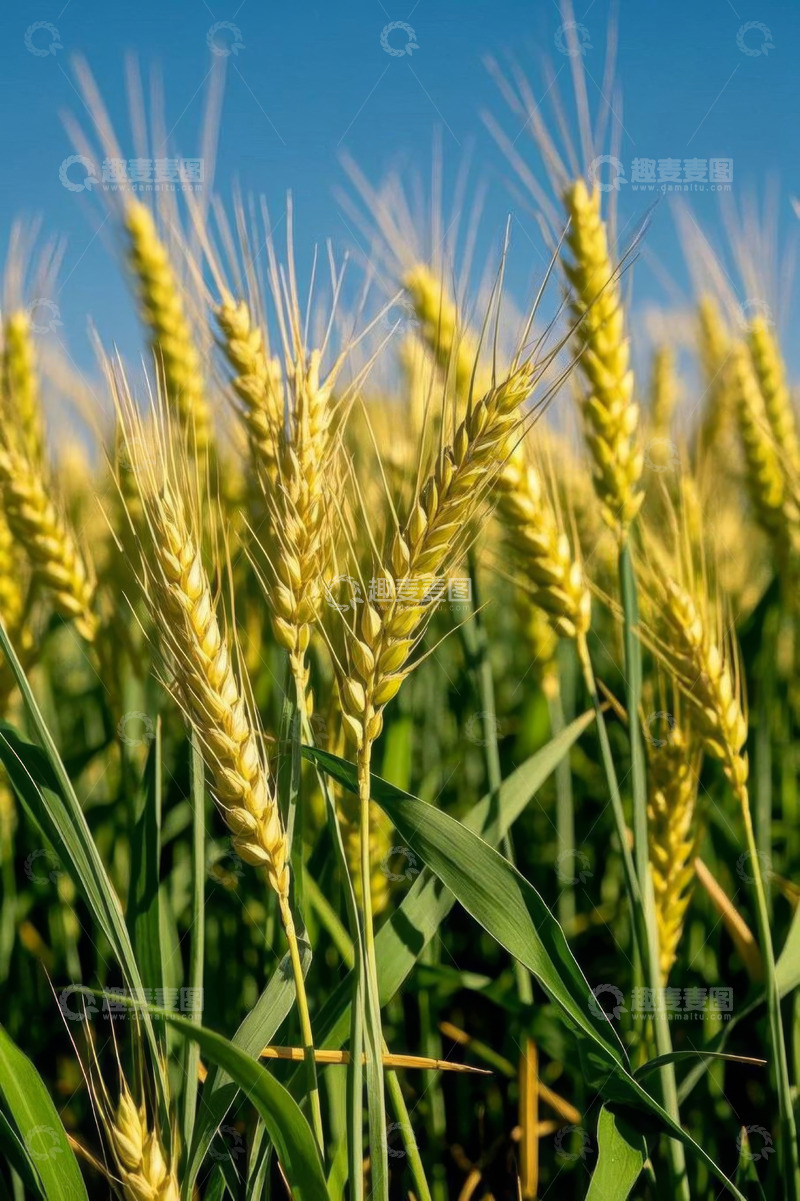 高清大图下载【趣麦麦图】成熟小麦特写