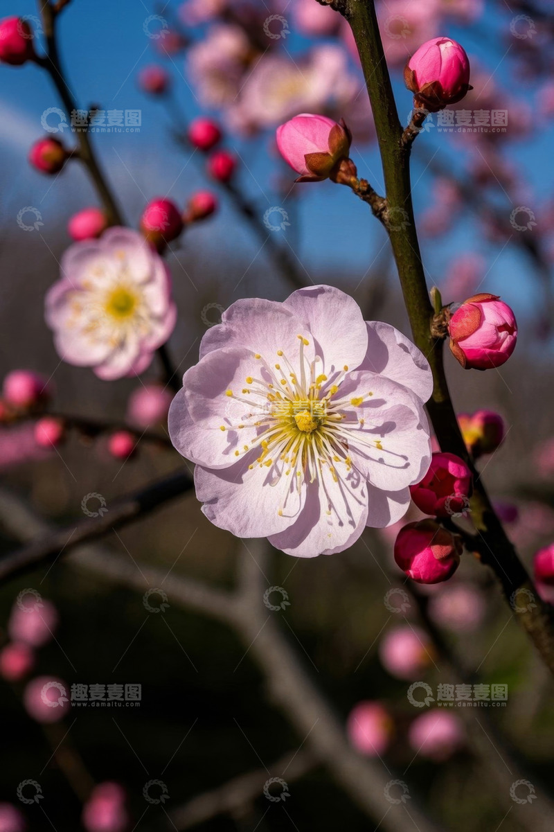 高清大图下载【趣麦麦图】绽放的粉色梅花特写