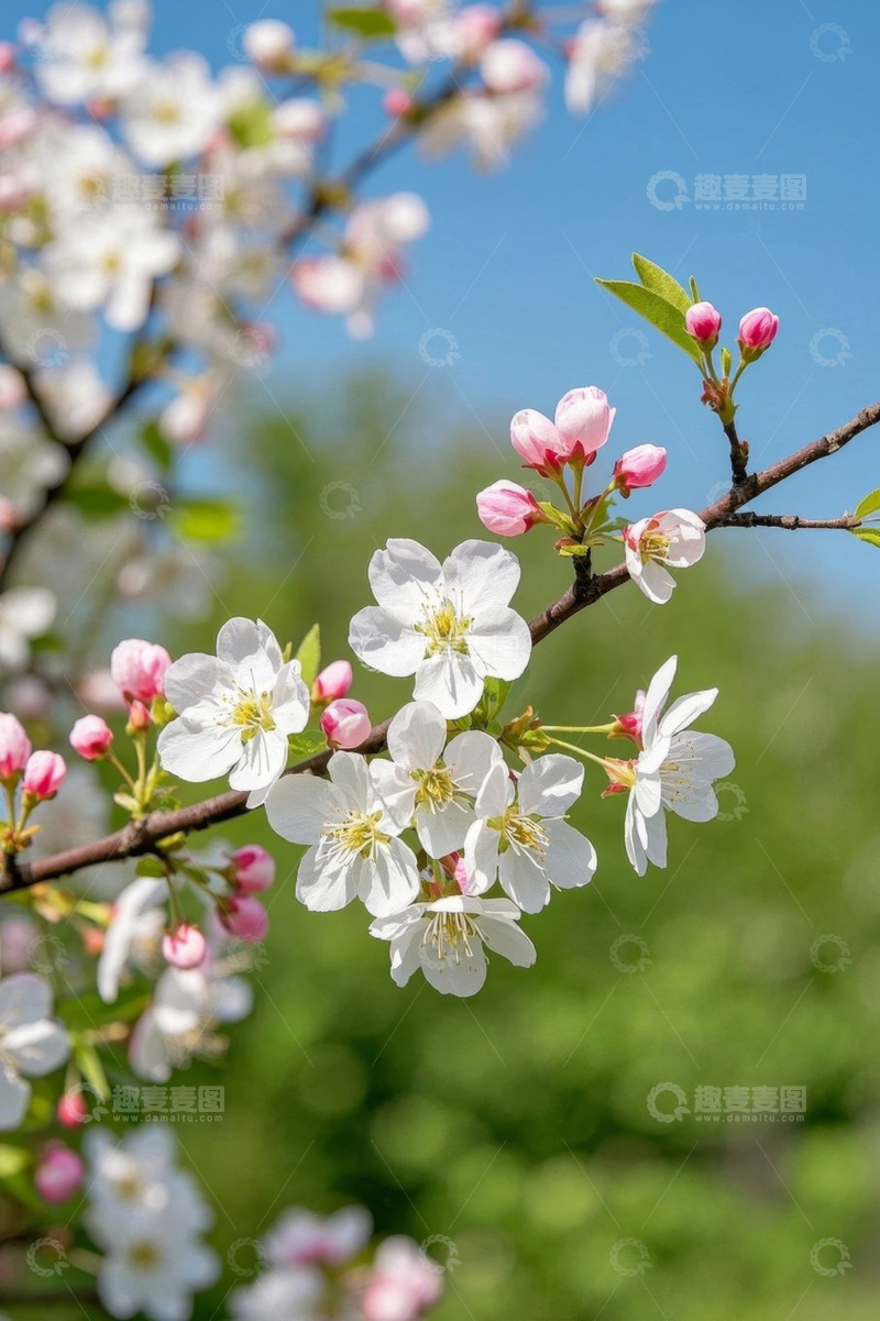 高清大图下载【趣麦麦图】枝头绽放的白色花卉