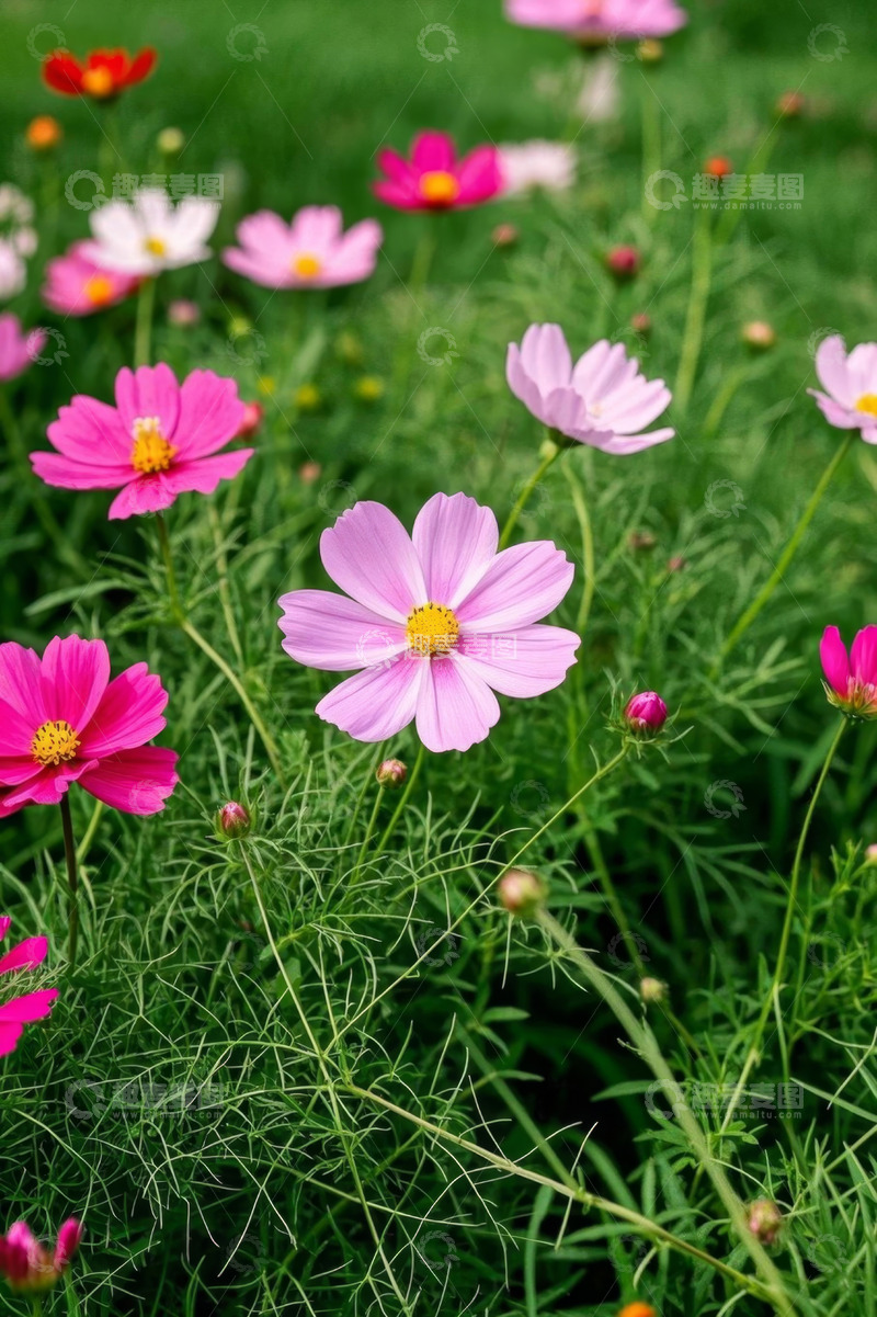 高清大图下载【趣麦麦图】户外盛开的多彩格桑花