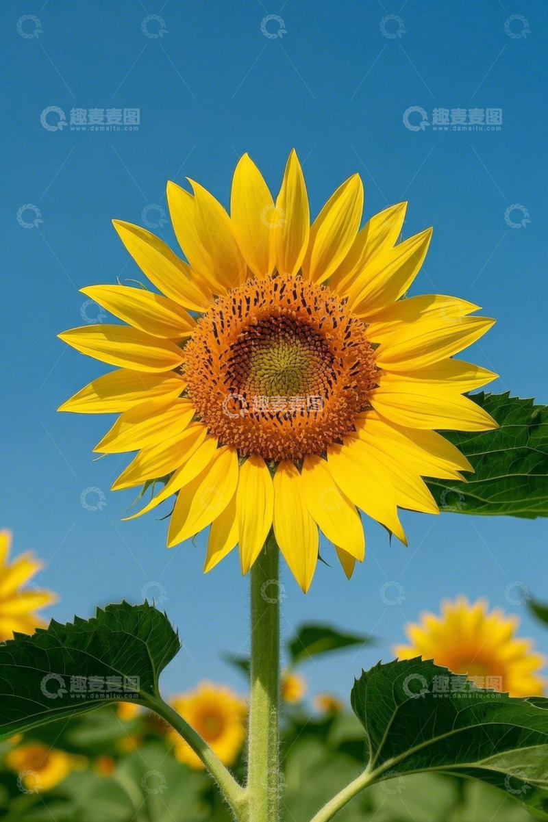 高清大图下载【趣麦麦图】阳光下盛开的向日葵