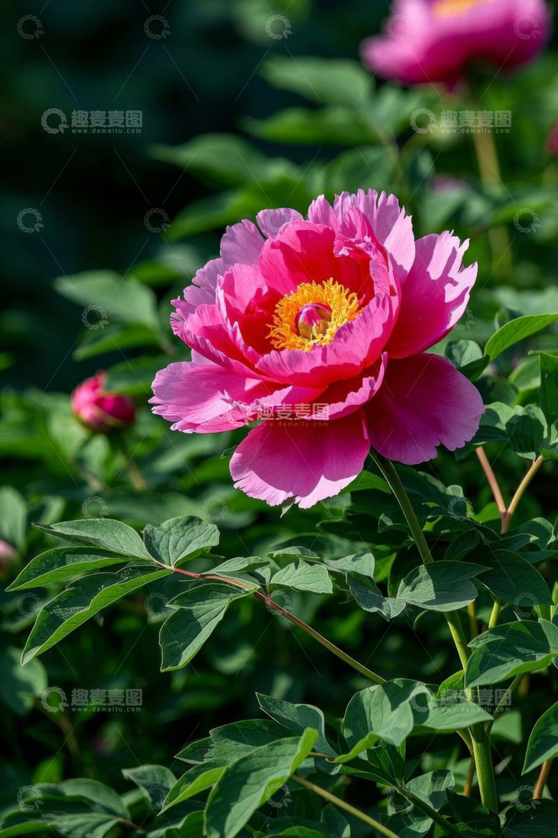 高清大图下载【趣麦麦图】盛开的粉色牡丹花特写