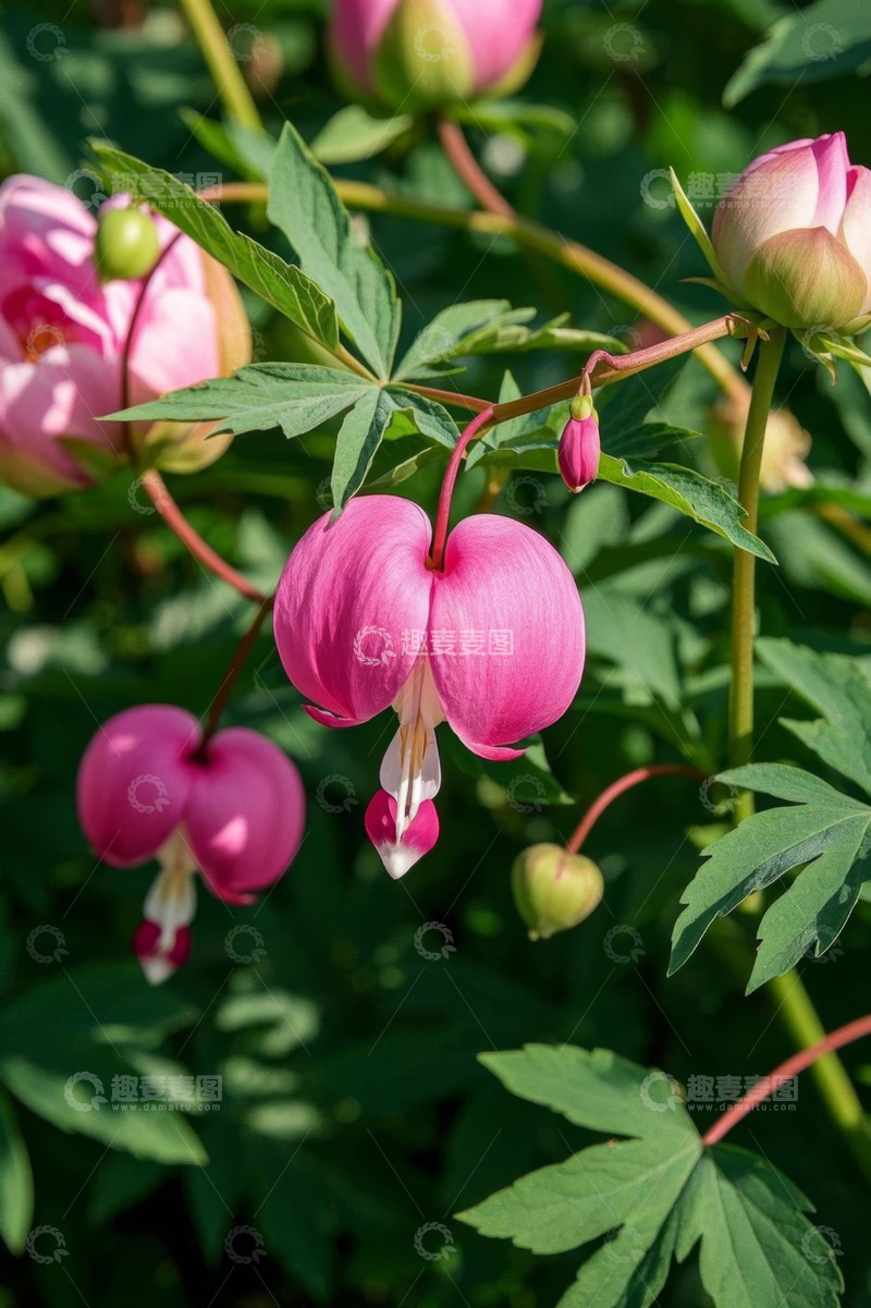 高清大图下载【趣麦麦图】荷包牡丹花特写