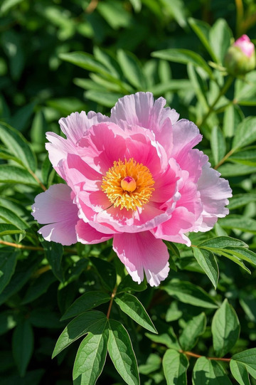 盛开的粉色牡丹花特写