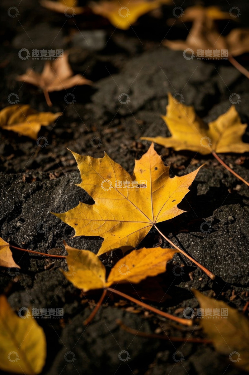 高清大图下载【趣麦麦图】地面上的秋日黄色枫叶