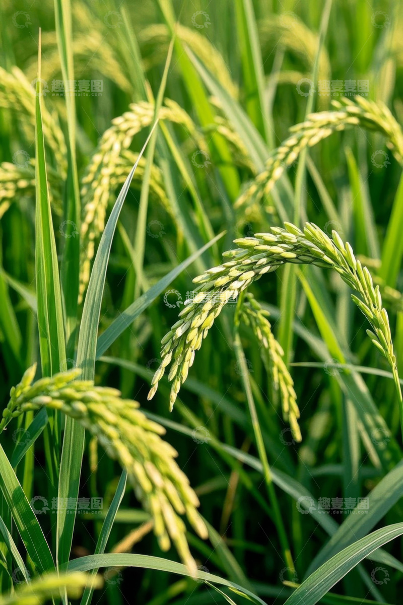 高清大图下载【趣麦麦图】成熟饱满的稻田稻穗特写
