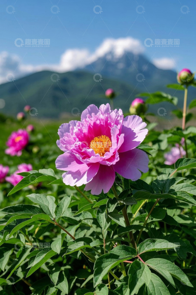 高清大图下载【趣麦麦图】盛开的牡丹花与远山风景