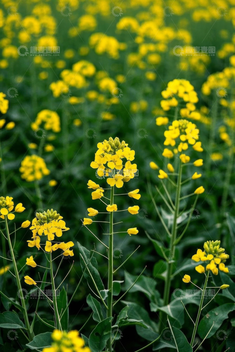 高清大图下载【趣麦麦图】黄色油菜花田自然风光