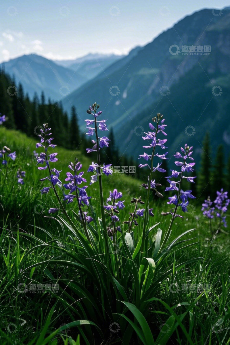 高清大图下载【趣麦麦图】山间草地紫色花朵风景