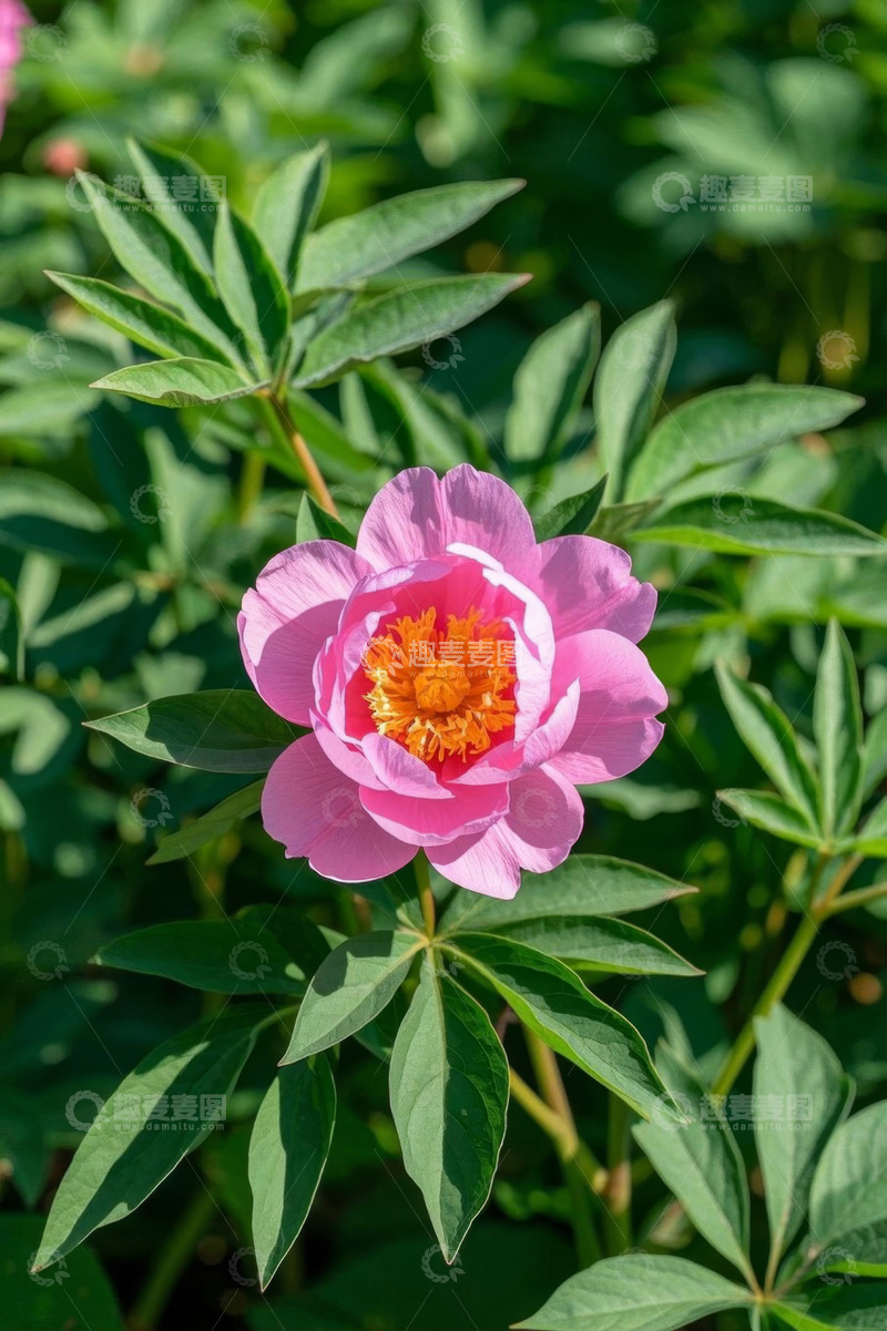 高清大图下载【趣麦麦图】盛开的粉色芍药花