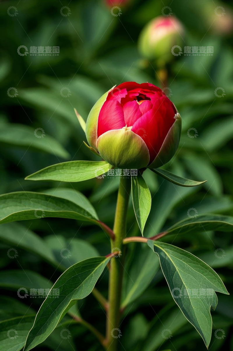高清大图下载【趣麦麦图】特写红色牡丹花苞