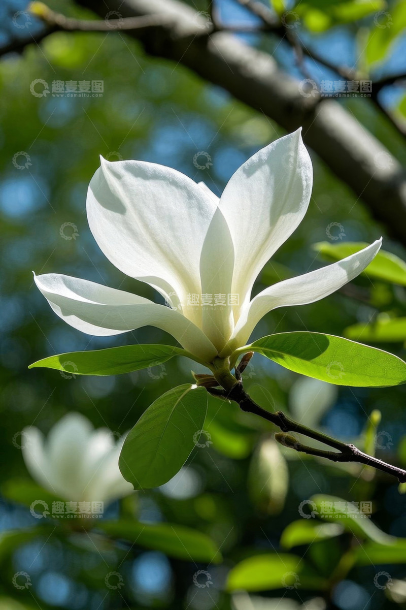 高清大图下载【趣麦麦图】盛开的白色玉兰花特写