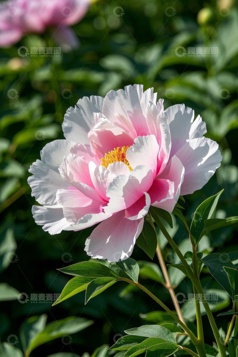 高清大图下载【趣麦麦图】盛开的粉色牡丹花特写
