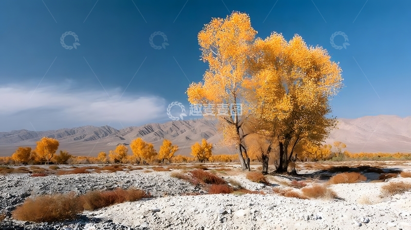 高清大图下载【趣麦麦图】秋日沙漠胡杨风光摄影