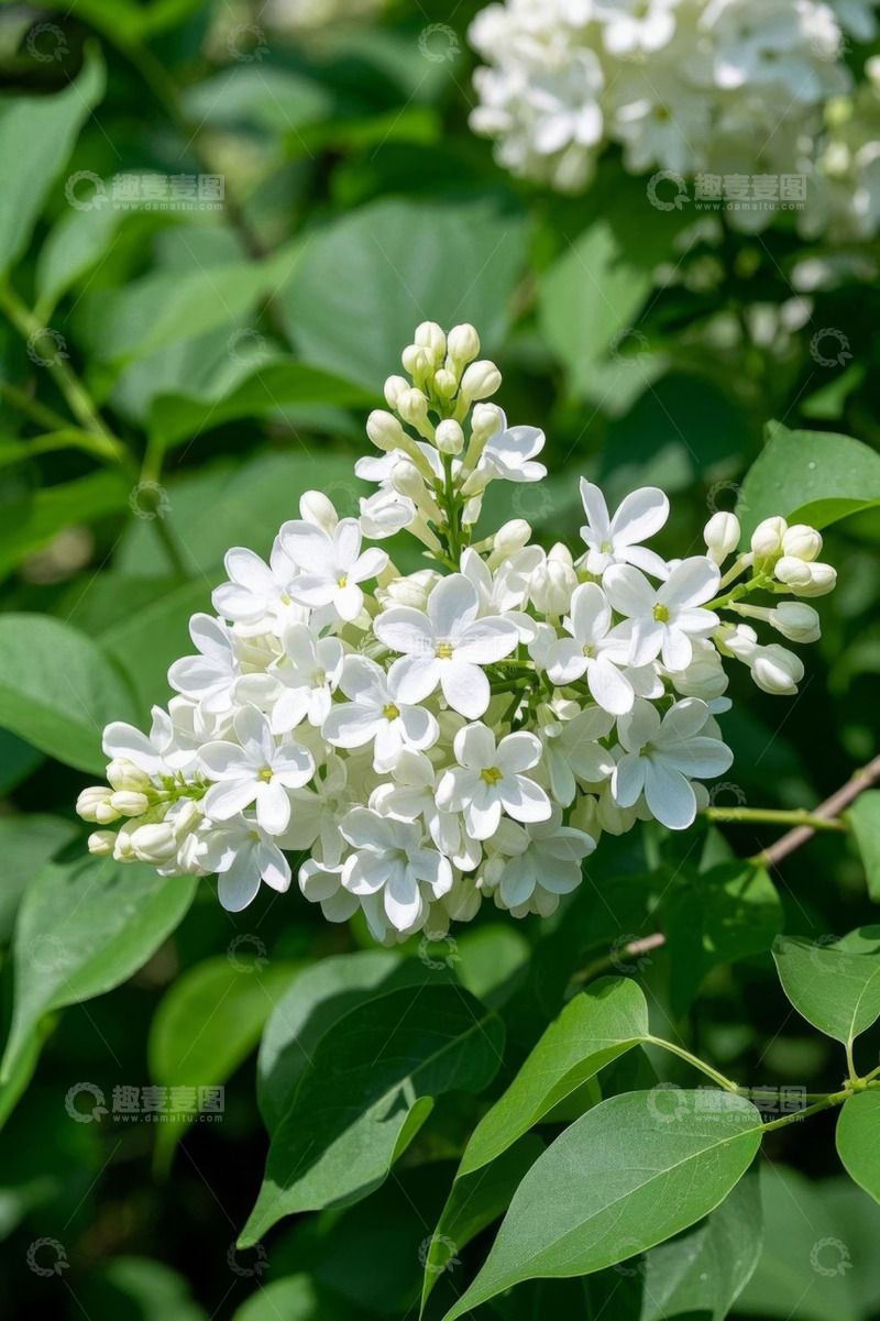 高清大图下载【趣麦麦图】白色丁香花特写
