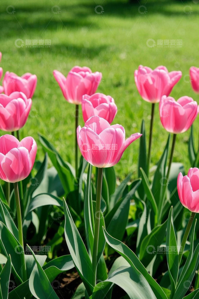 高清大图下载【趣麦麦图】粉色郁金香盛开在绿草地