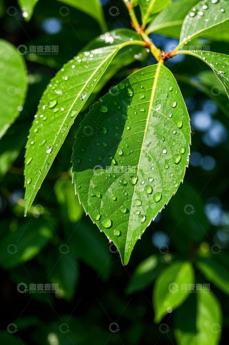 高清大图下载【趣麦麦图】带水珠的绿色树叶特写