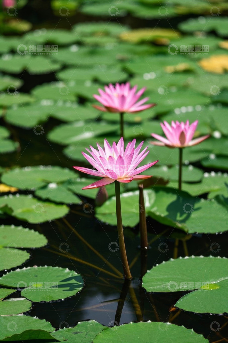 高清大图下载【趣麦麦图】池塘中绽放的粉色睡莲