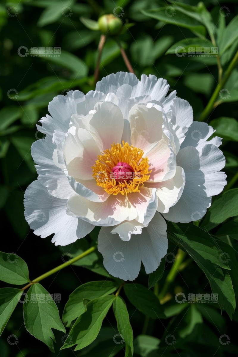 高清大图下载【趣麦麦图】盛开的白色牡丹花特写