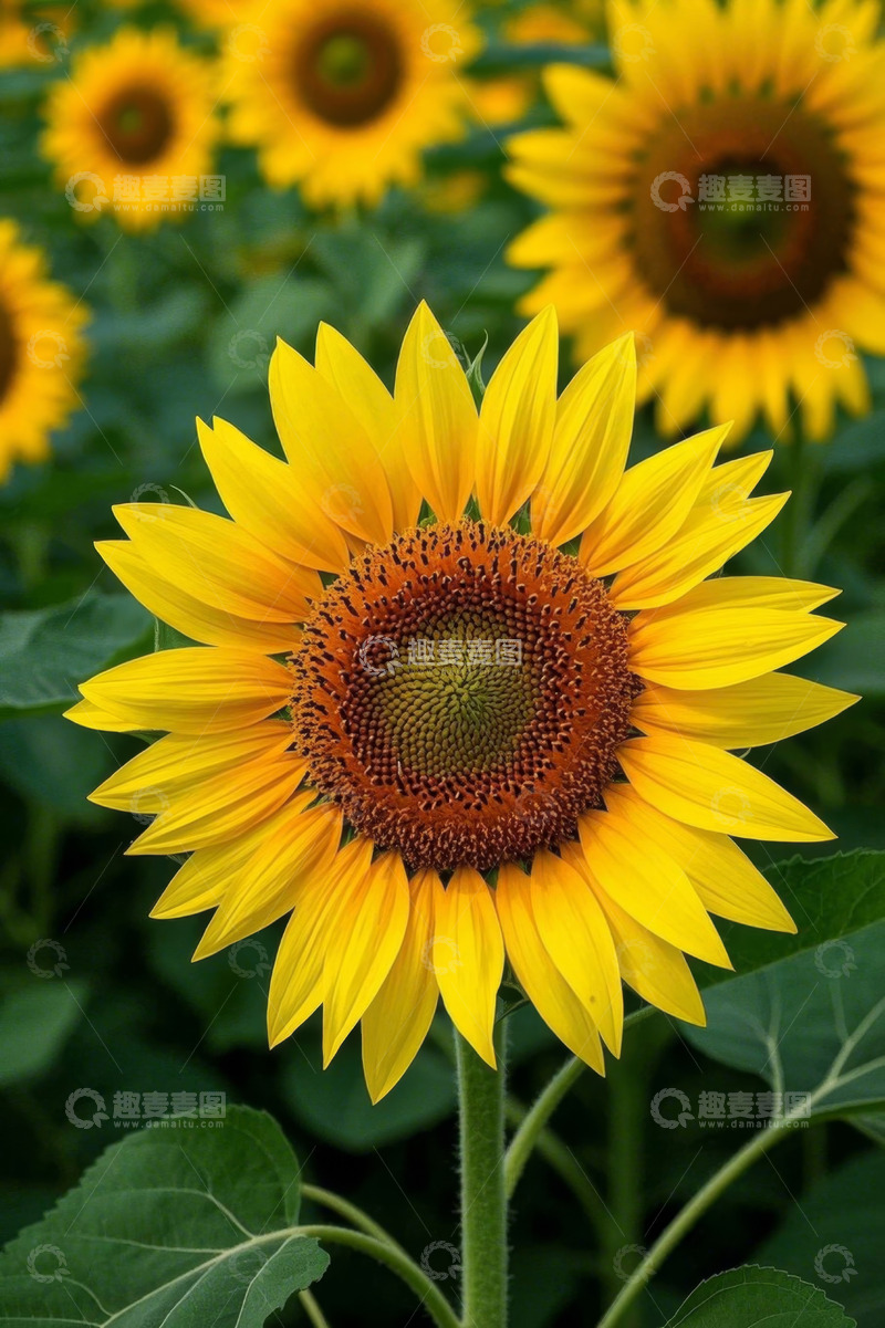 高清大图下载【趣麦麦图】盛开的向日葵田花卉特写