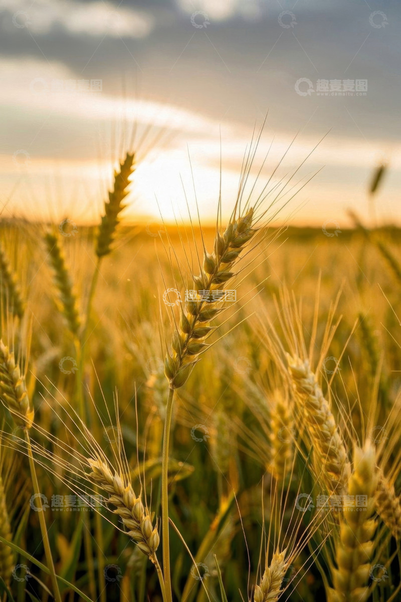 高清大图下载【趣麦麦图】夕阳下的小麦田