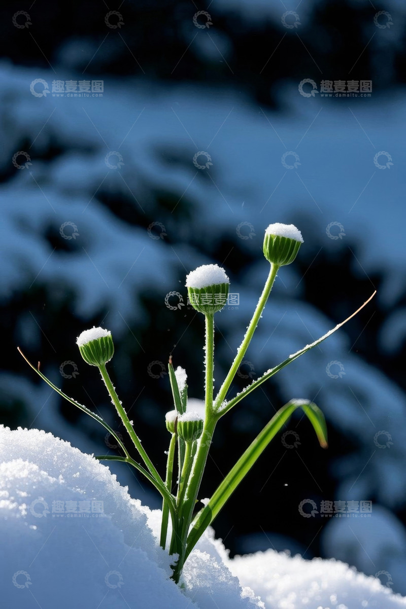 高清大图下载【趣麦麦图】雪中生长的绿色植物