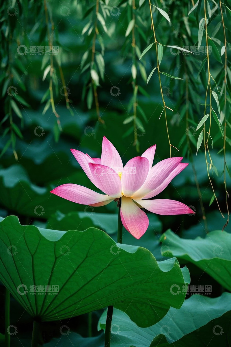 高清大图下载【趣麦麦图】盛开的粉色荷花与荷叶