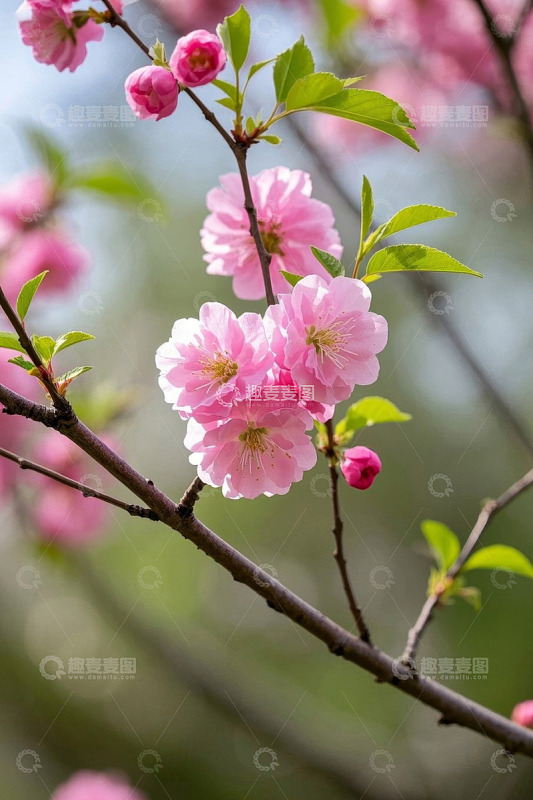 粉色绽放的枝头花朵