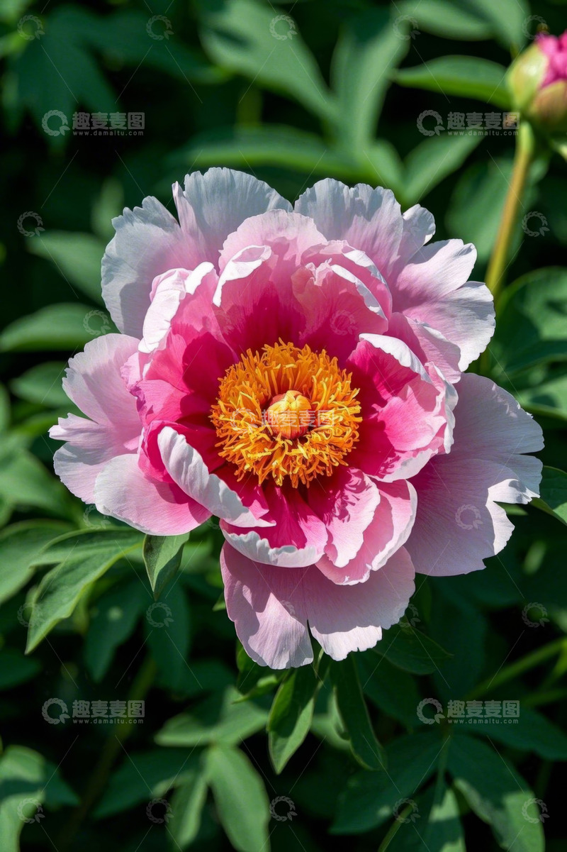 高清大图下载【趣麦麦图】盛开的粉色牡丹花特写