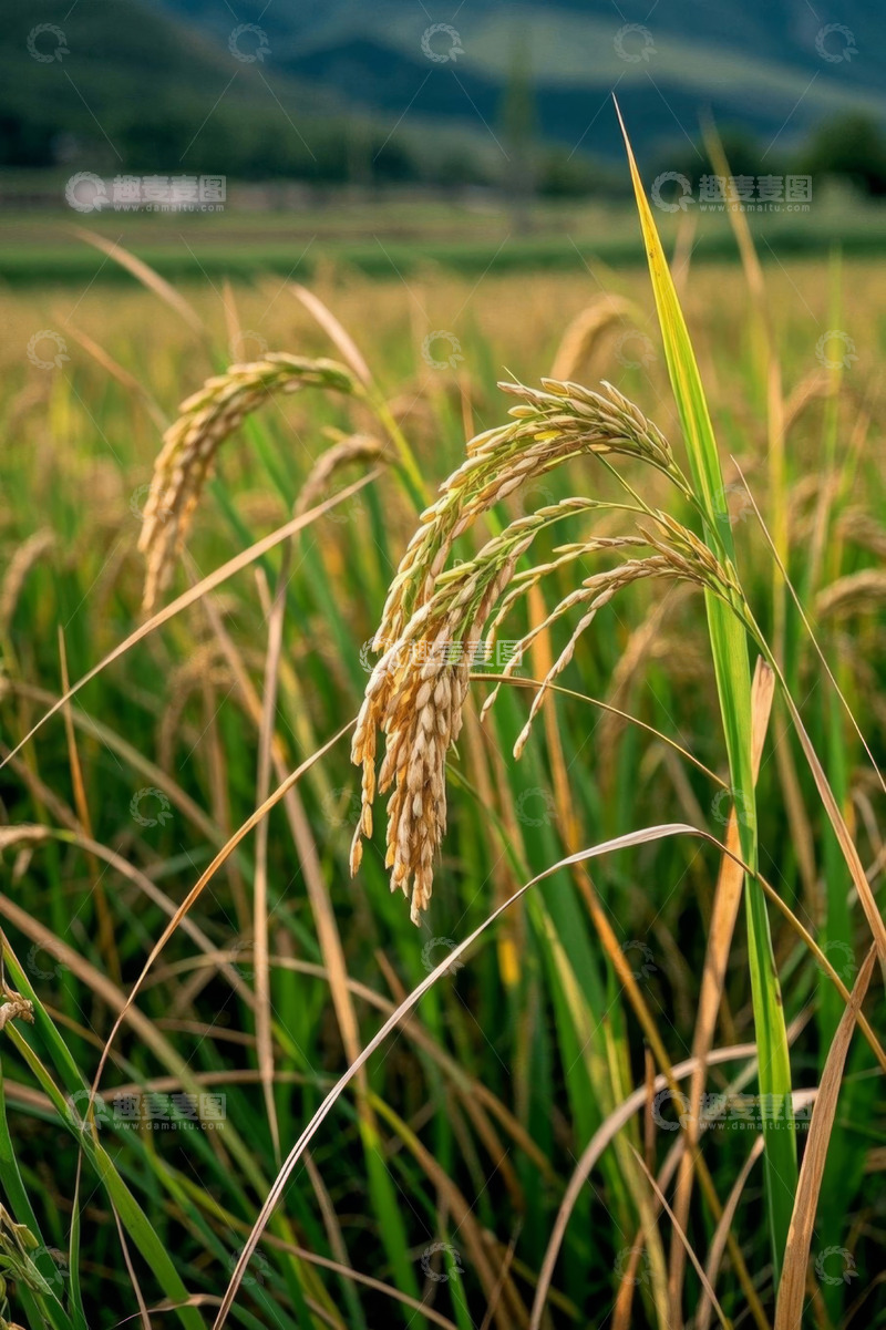 高清大图下载【趣麦麦图】成熟饱满的稻田稻穗特写