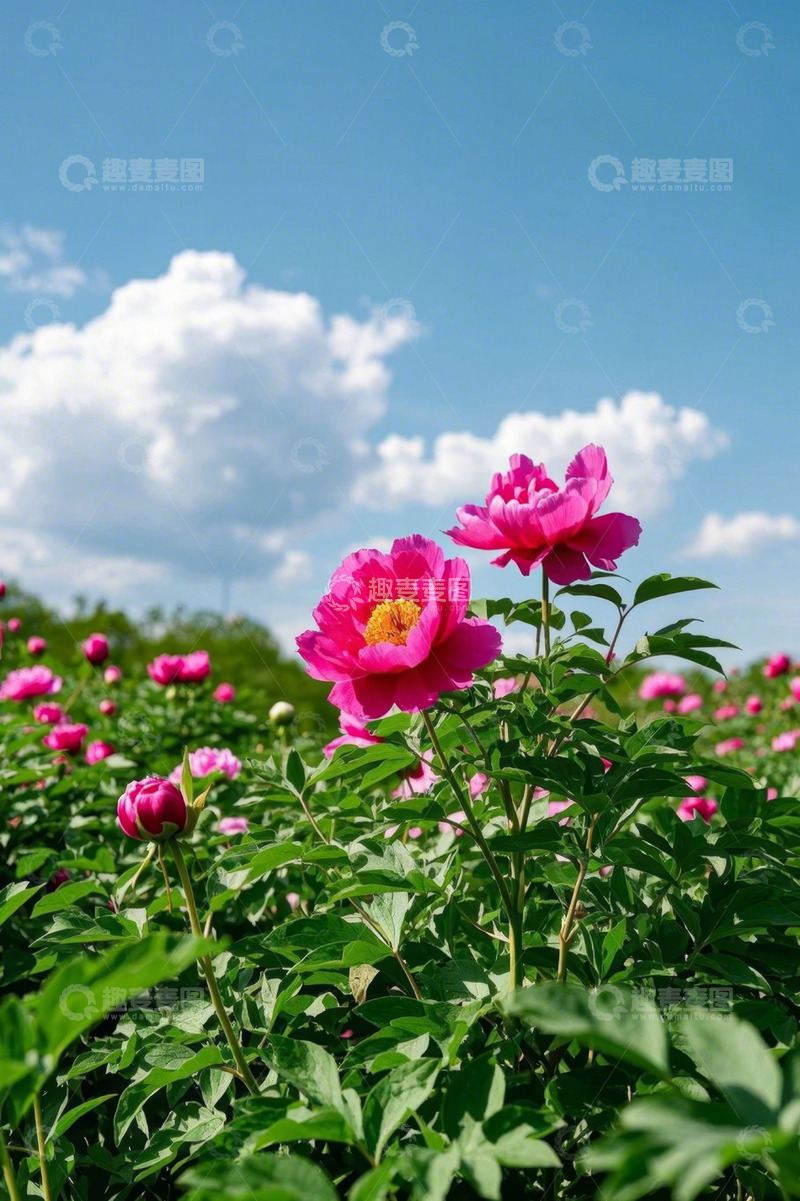 高清大图下载【趣麦麦图】蓝天白云下盛开的粉色牡丹