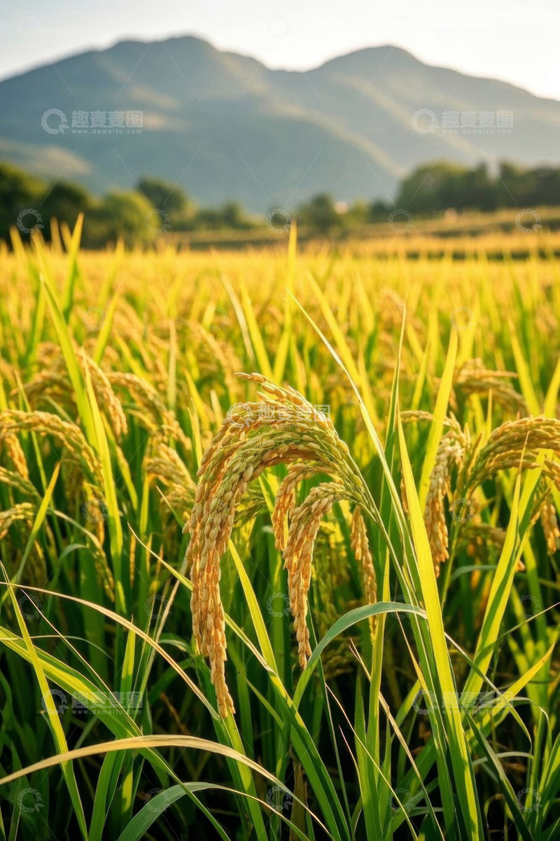 高清大图下载【趣麦麦图】金黄稻田与远山自然风光