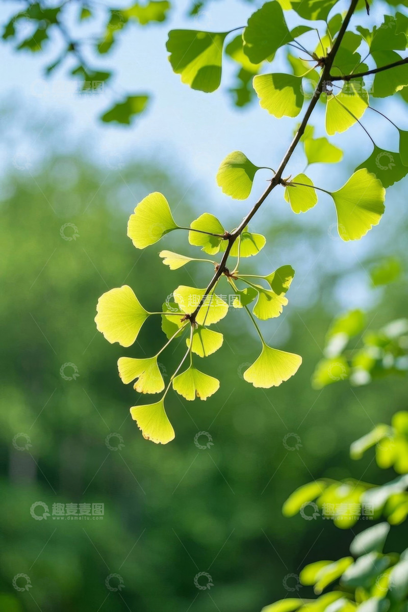 高清大图下载【趣麦麦图】银杏树枝叶特写自然风光