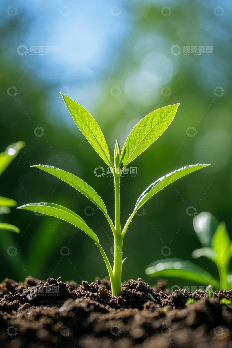 高清大图下载【趣麦麦图】破土而出的嫩绿植物