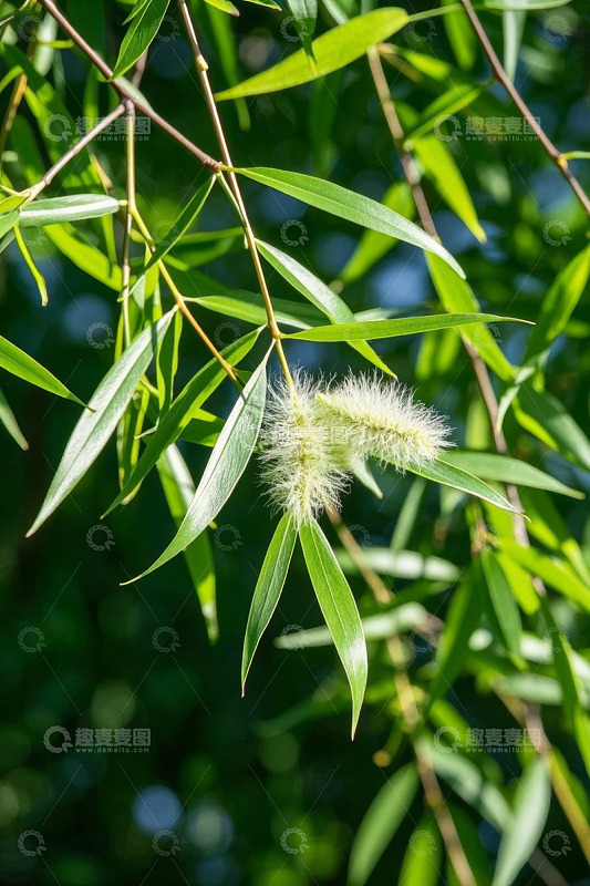 柳树嫩绿枝叶与絮特写