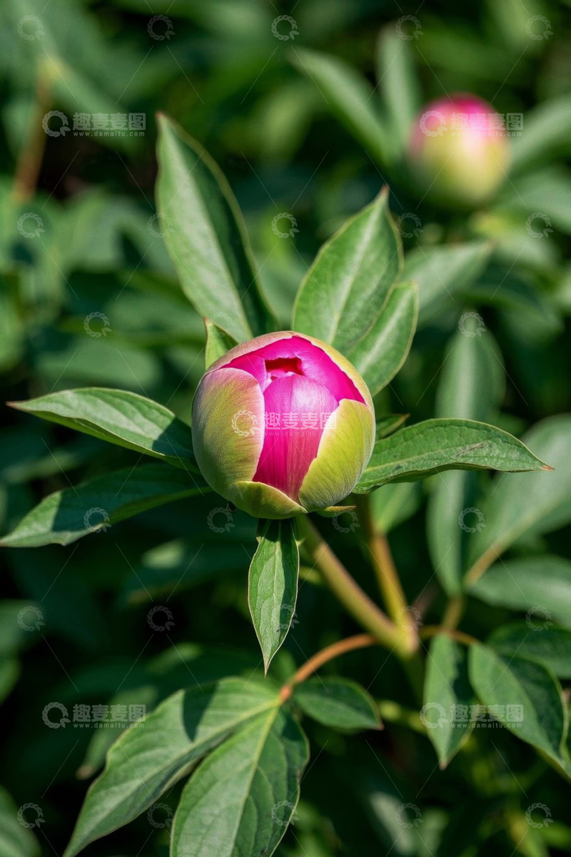 高清大图下载【趣麦麦图】含苞待放的粉色牡丹