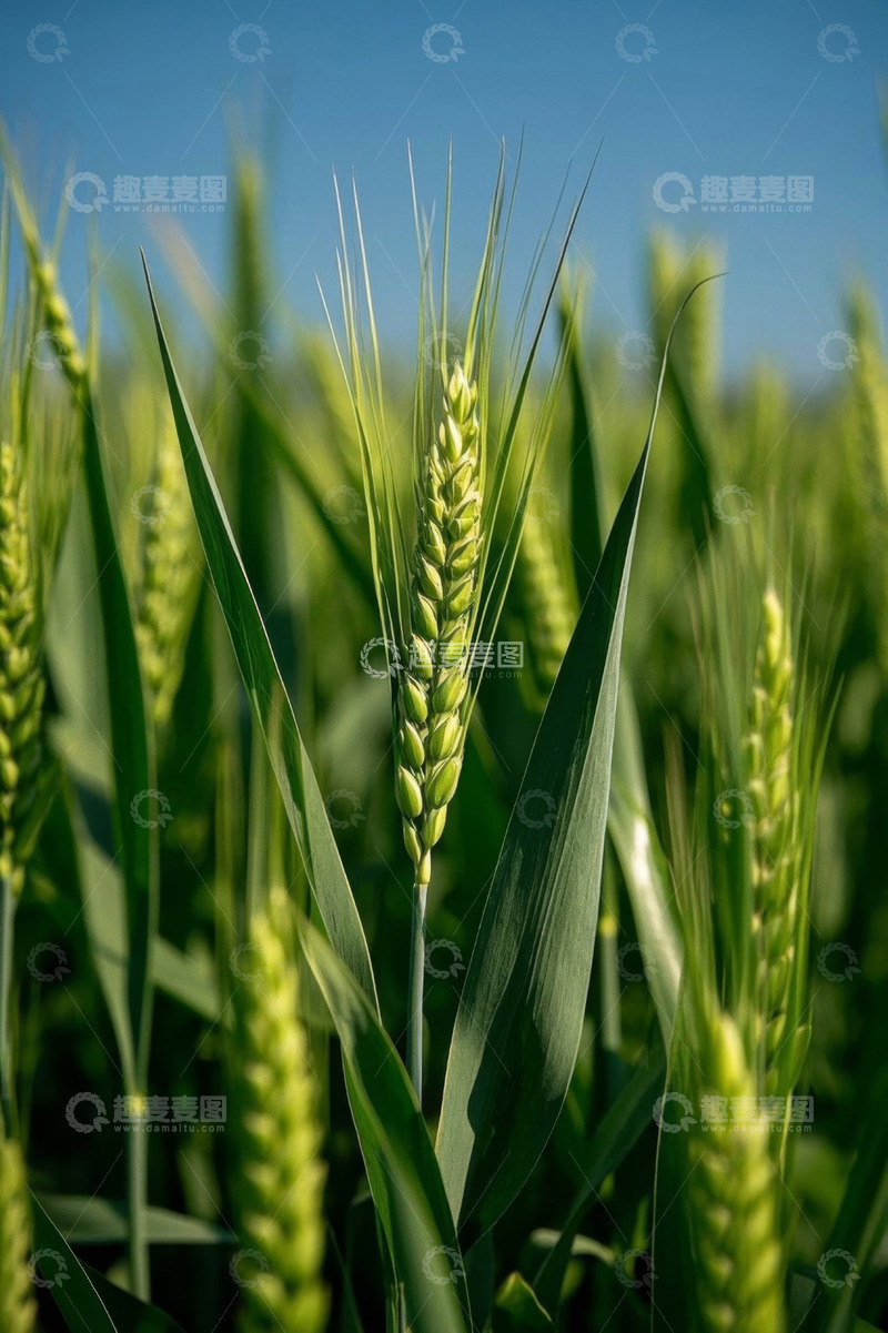 高清大图下载【趣麦麦图】田间生长的绿色小麦特写