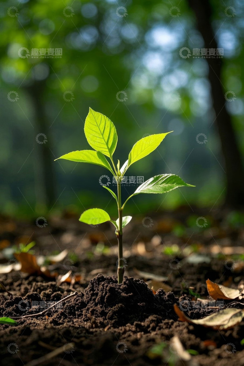 高清大图下载【趣麦麦图】新生绿植特写