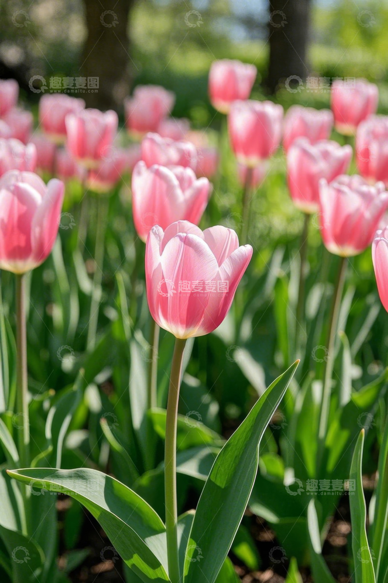 高清大图下载【趣麦麦图】粉色郁金香花卉景观
