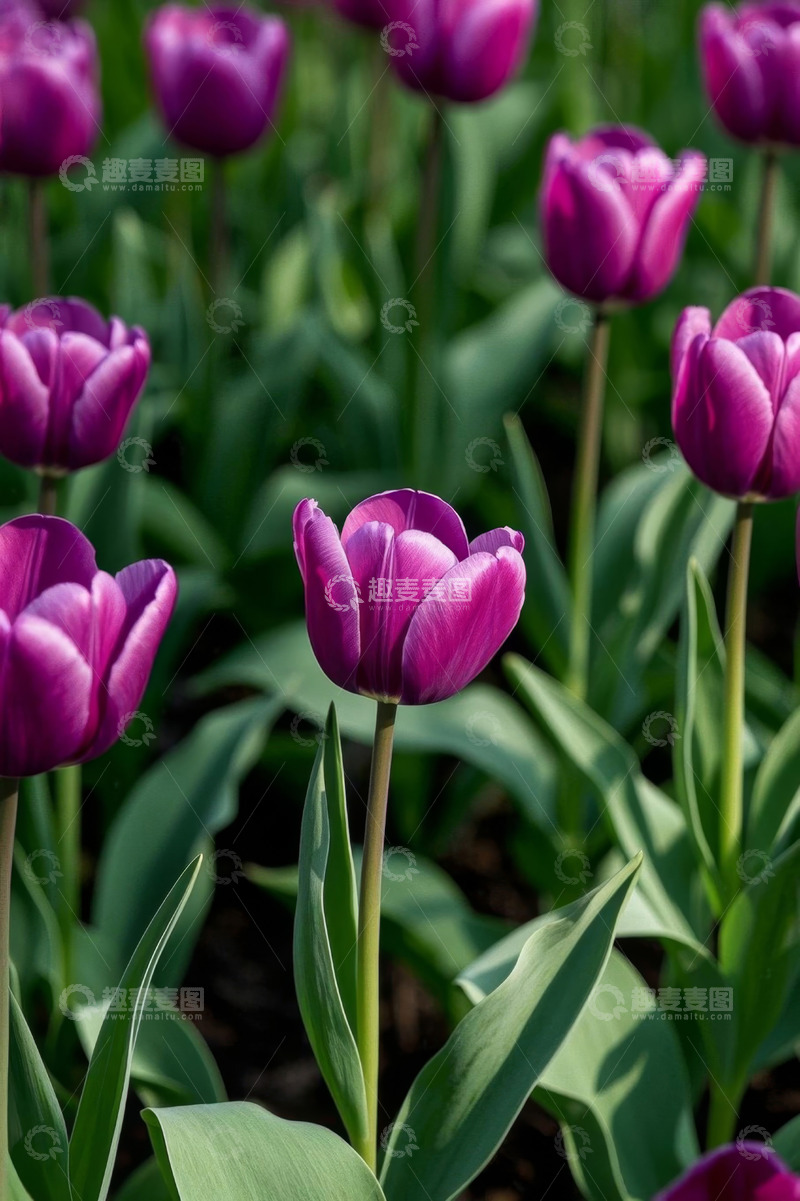 高清大图下载【趣麦麦图】紫色郁金香花卉特写
