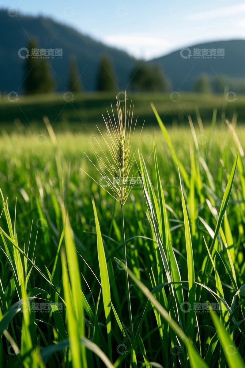 高清大图下载【趣麦麦图】麦田自然风光近景