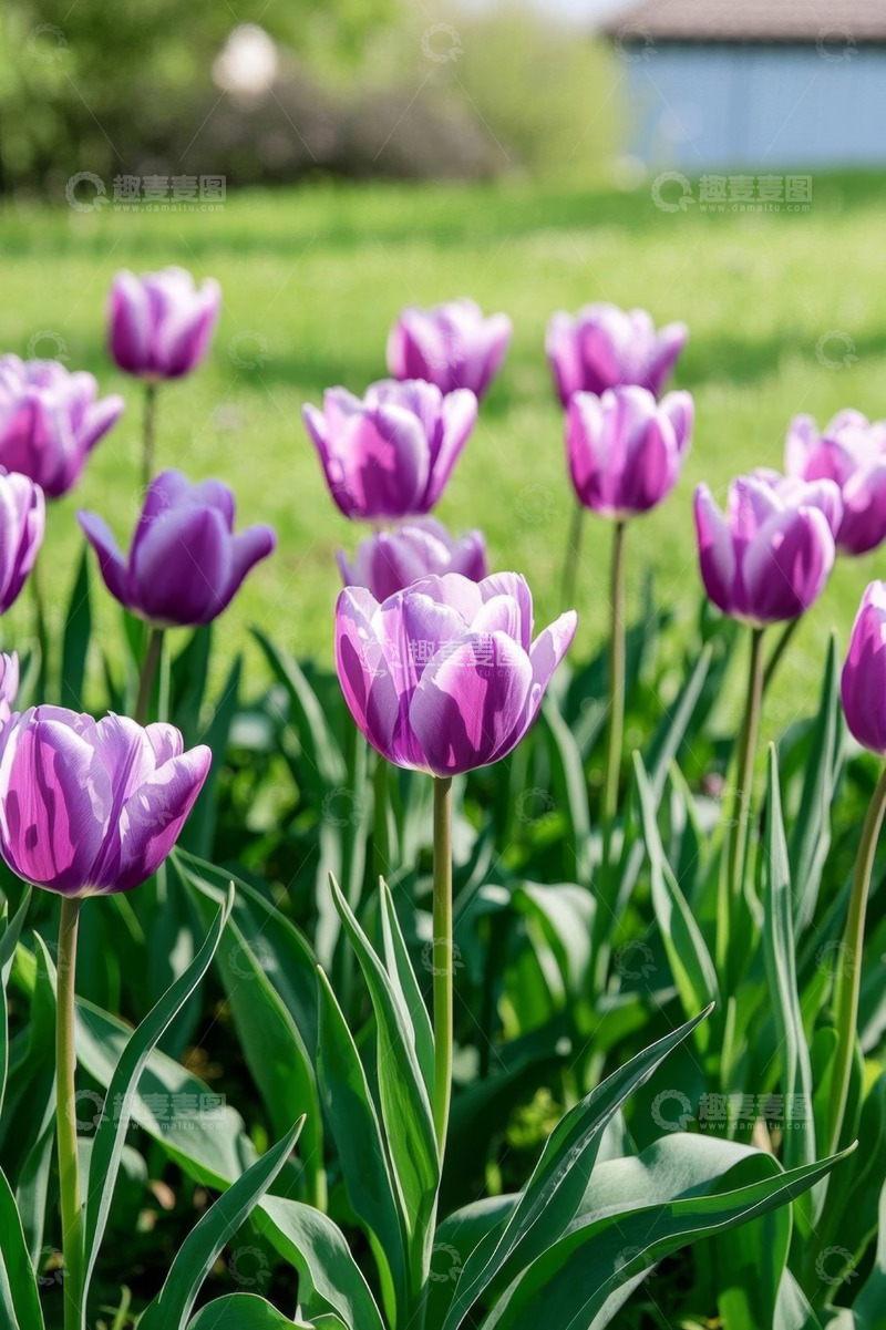 高清大图下载【趣麦麦图】紫色郁金香盛开在绿草地