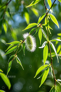 柳树新芽与绒毛状花序特写
