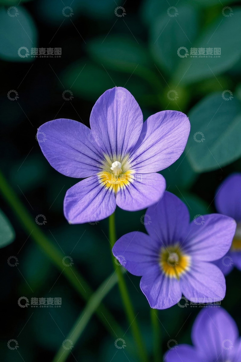 高清大图下载【趣麦麦图】紫色小花特写