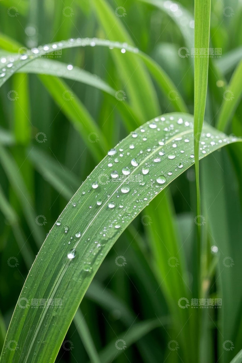 高清大图下载【趣麦麦图】带露珠的绿色植物叶片