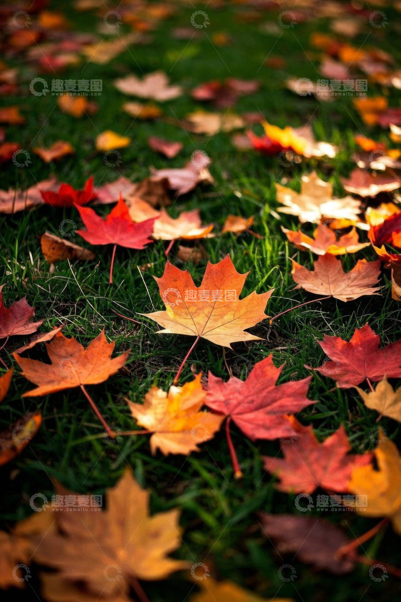 高清大图下载【趣麦麦图】草地上的多彩落叶