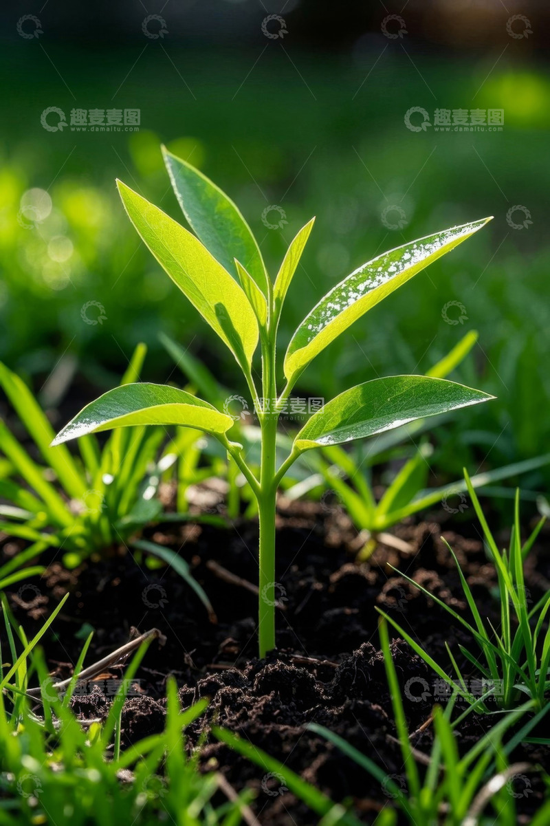 高清大图下载【趣麦麦图】嫩绿植物幼苗生长特写