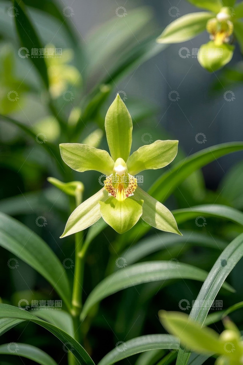 高清大图下载【趣麦麦图】绿色兰花特写